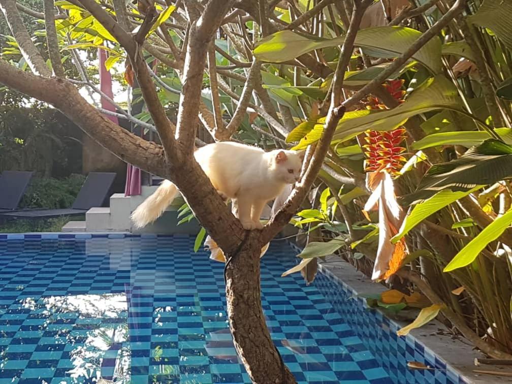 Rosseno Villa Yogyakarta Esterno foto